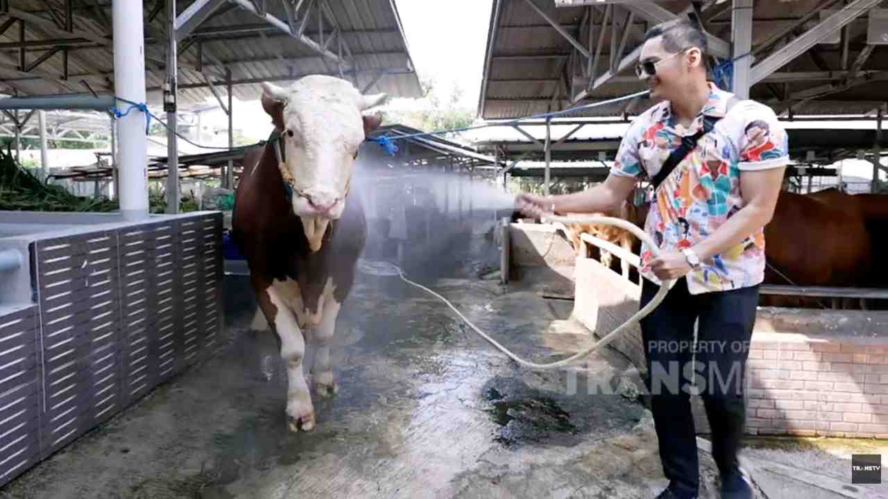 Kandang Sapi Bersih yang Bebas Bau dan Lalat, Inspirasi Peternakan Urban