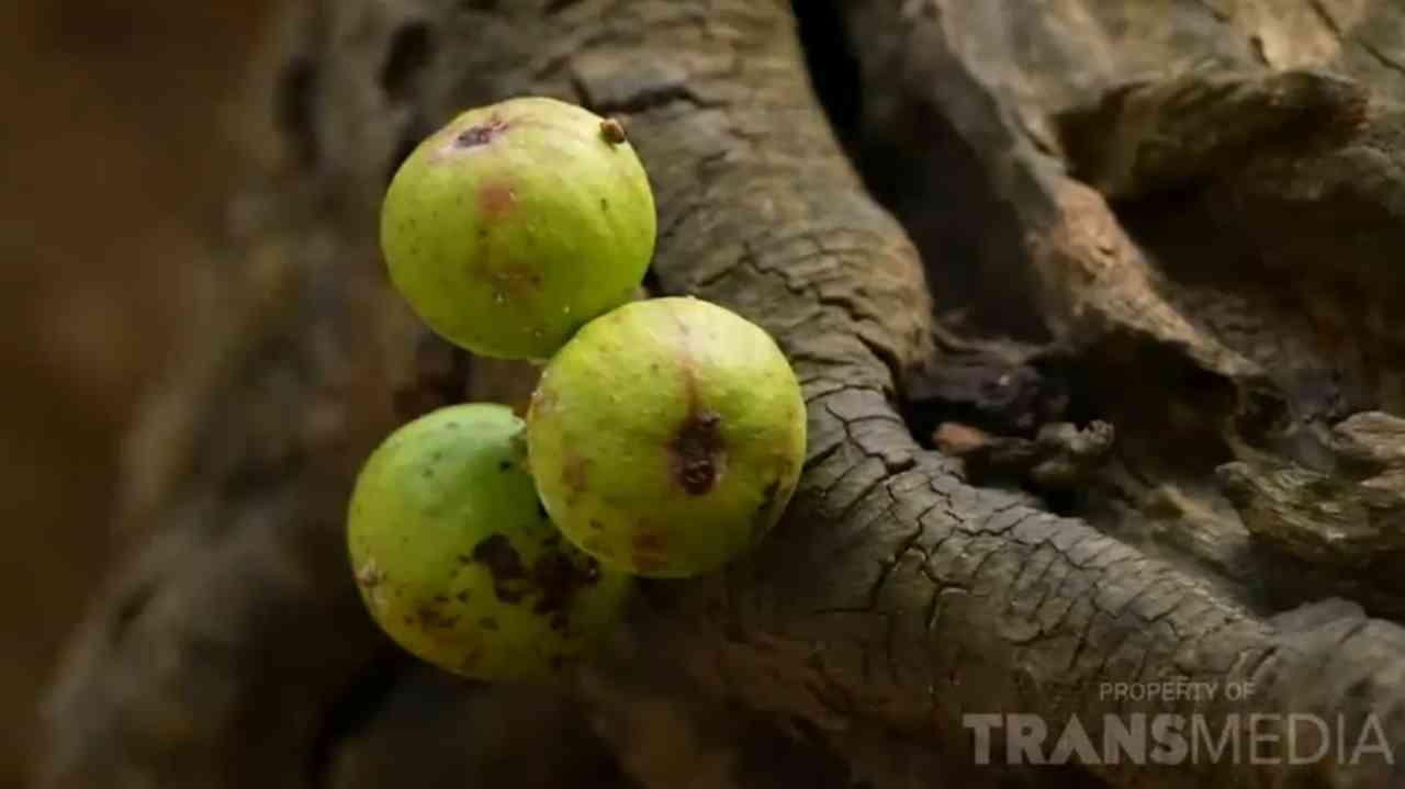 Bagaimana Buah Loa Dapat Mengontrol Kolestrol, Apa Istimewanya?