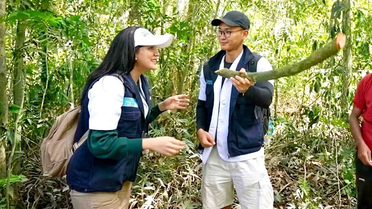  Akar Bajakah, Ketika Hutan Kalimantan Menyimpan Harapan Baru bagi Kesehatan