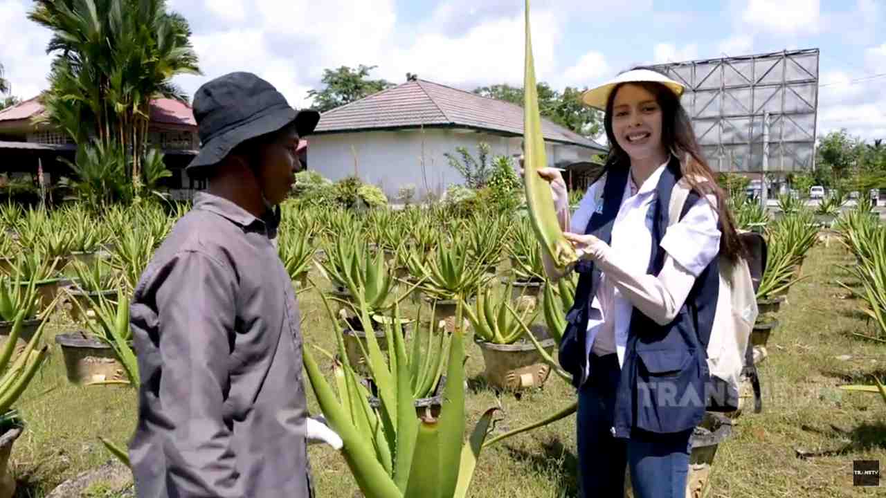 Manfaat Lidah Buaya bagi Tubuh dengan Kandungan Nutrisi Penting