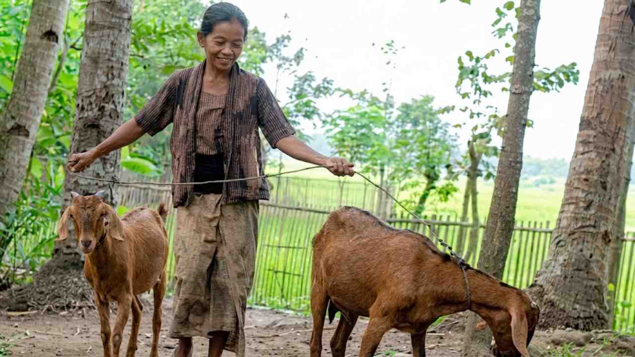 KEJAMNYA DUNIA: Hidup dengan Kambing