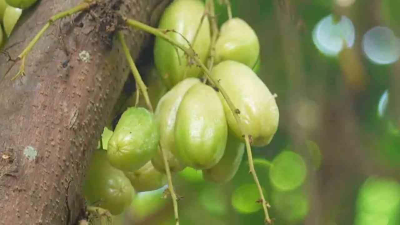 Belimbing Wuluh, Si Asam Mungil Penjaga Gula Darah dan Imunitas