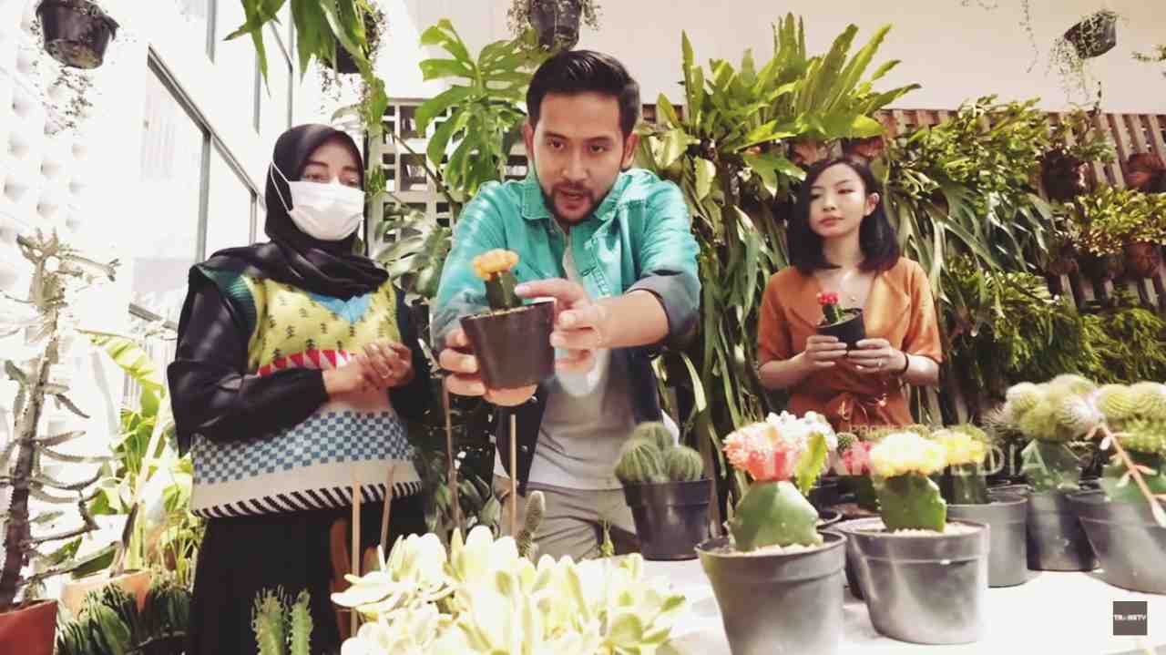 Memilih Tanaman Hias yang Cocok untuk Dekorasi Rumah