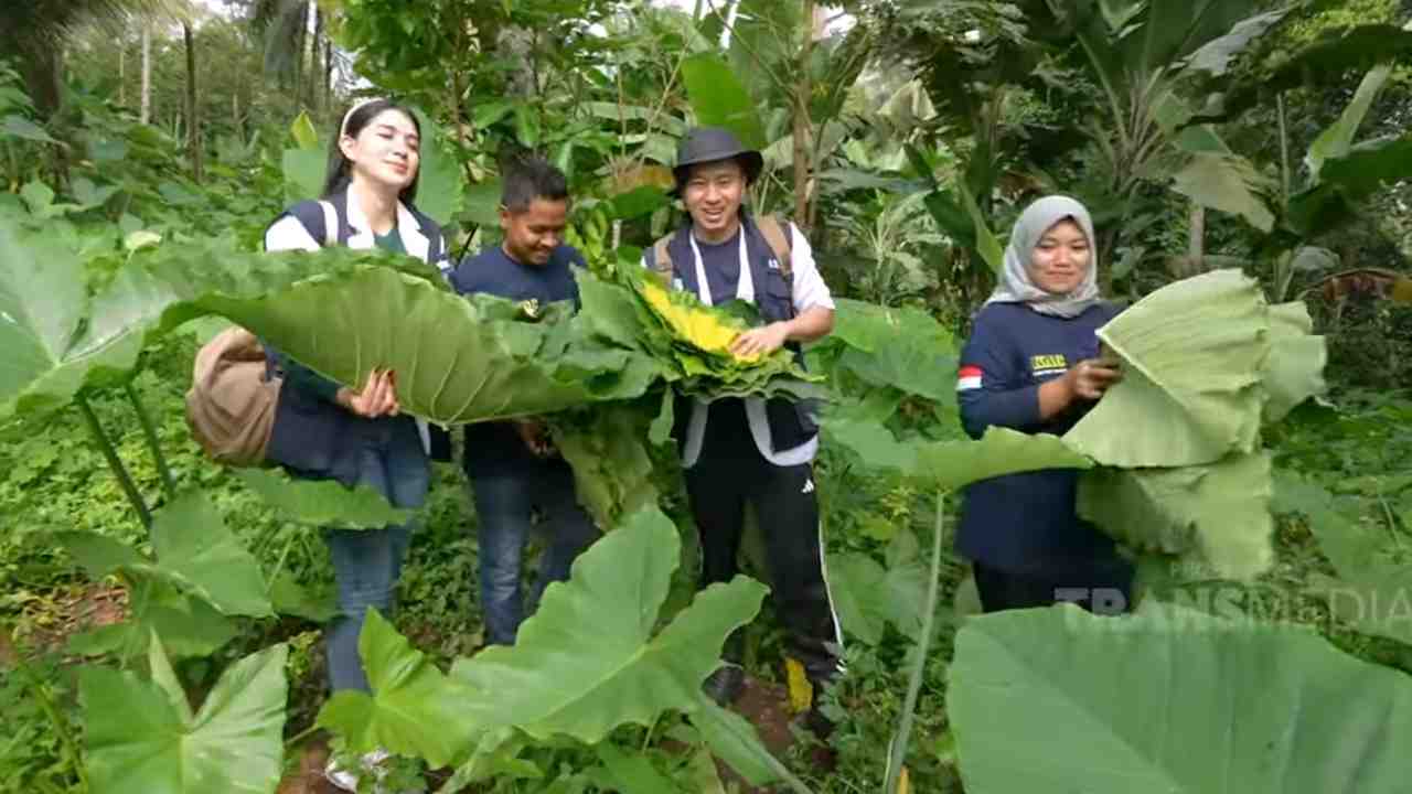 Manfaat Daun Talas Kaya Nutrisi, tapi Sebabkan Batu Ginjal jika Salah Olah