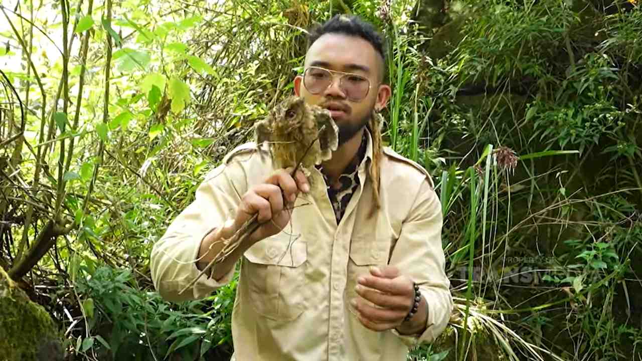 King of The Jungle