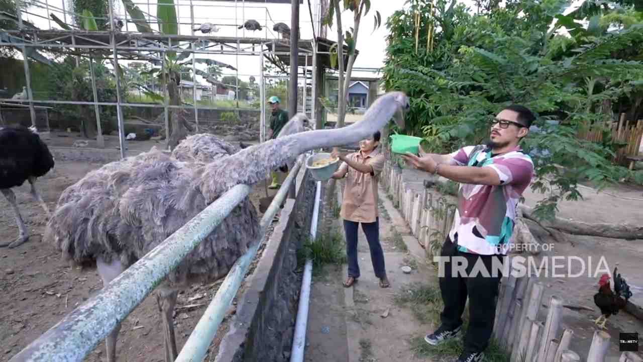 Bukan di Afrika, Yogya Punya Penangkaran Burung Unta yang Telurnya Besar Sekali!