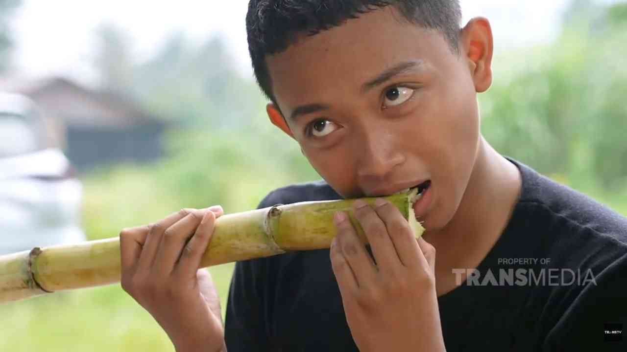 Jangan Gegabah, Menggigit Tebu untuk Mengupas Justru Bahayakan Gigi