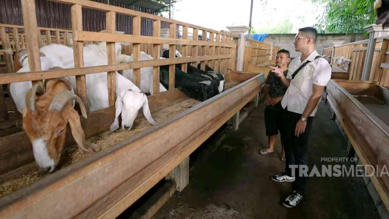 Peternakan Kambing di Malang Punya Kandang Bagaikan Hotel