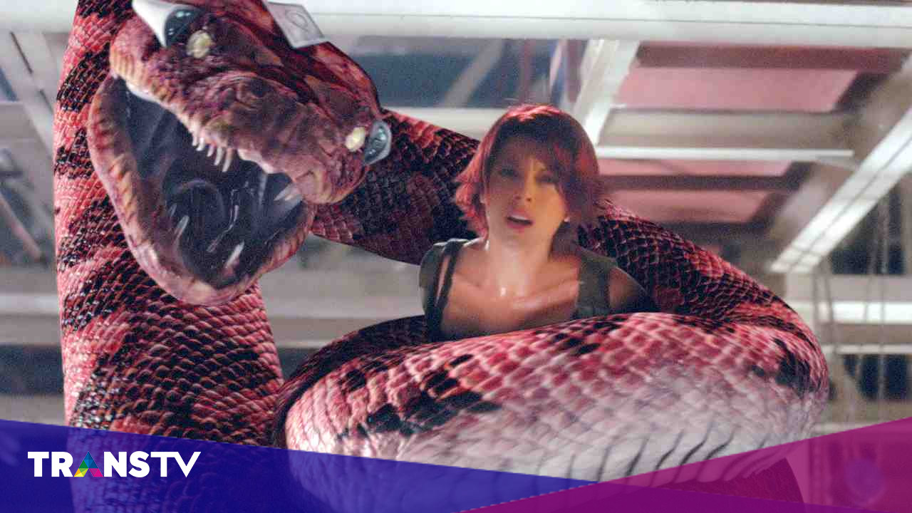 Boa Vs Python - Trans TV
