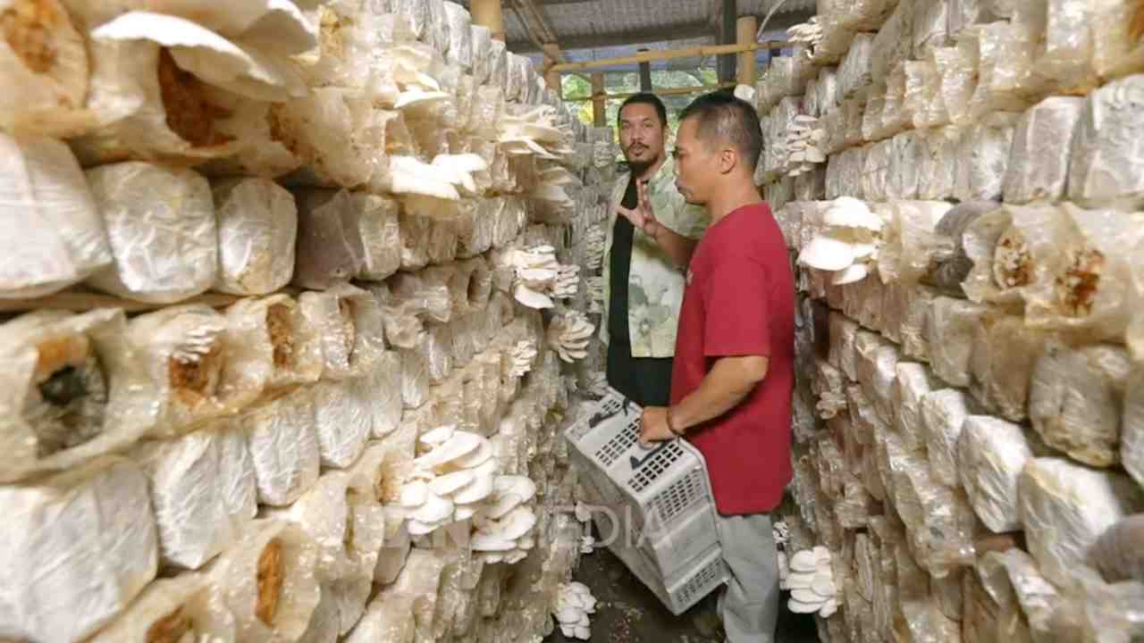 Kampung Jamur Banyuwangi, Geliat Ekonomi Masyarakat Desa