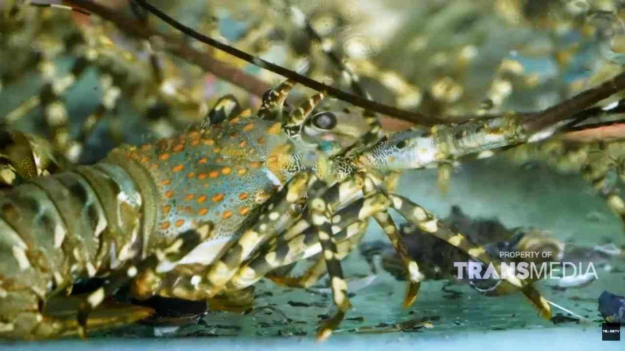 Uniknya Metode Budidaya Lobster di Pantai Bangsring, Banyuwangi