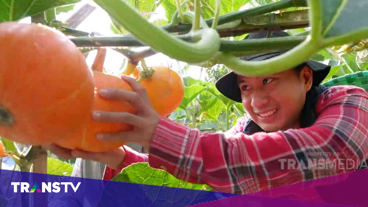 Menguak Manfaat Labu Kuning Yang Merupakan Harta Karun Nutrisi - Trans TV