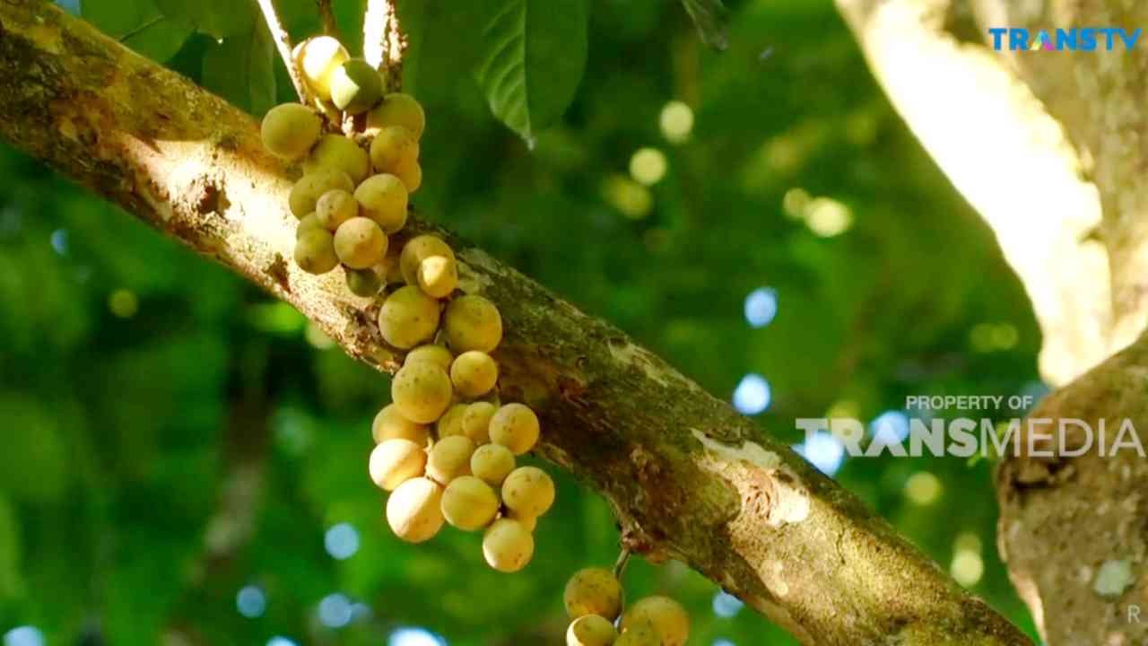 Menelisik Manfaat Buah Duku yang Belum Banyak Orang Tahu