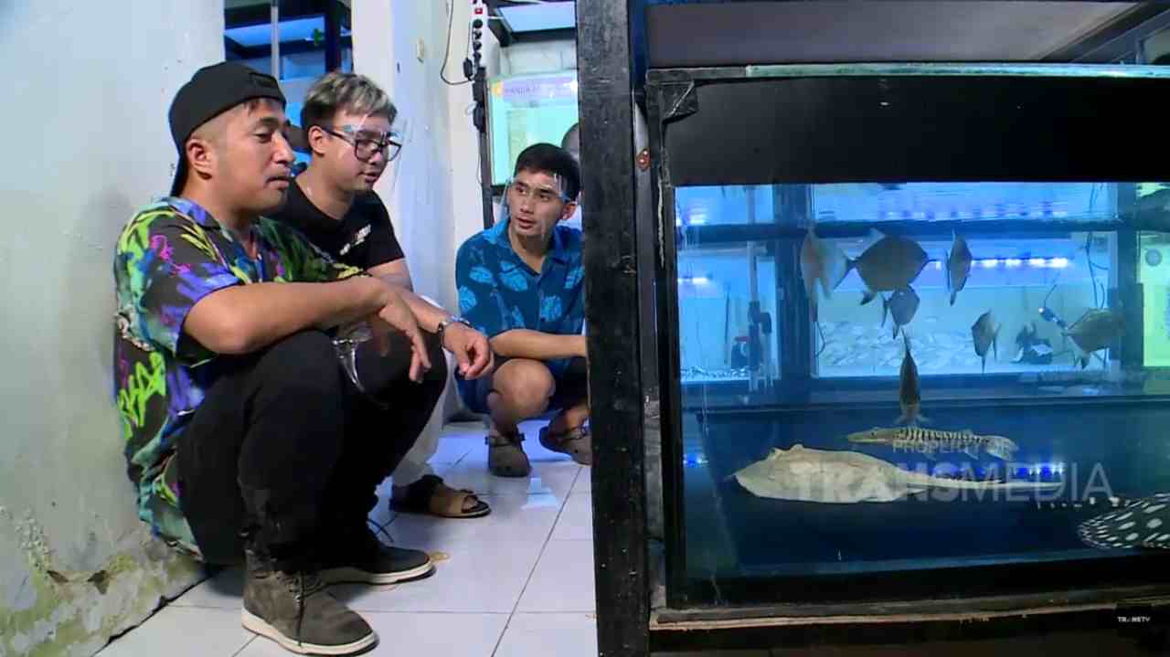 Ikan Pari Dijual Seharga Rumah