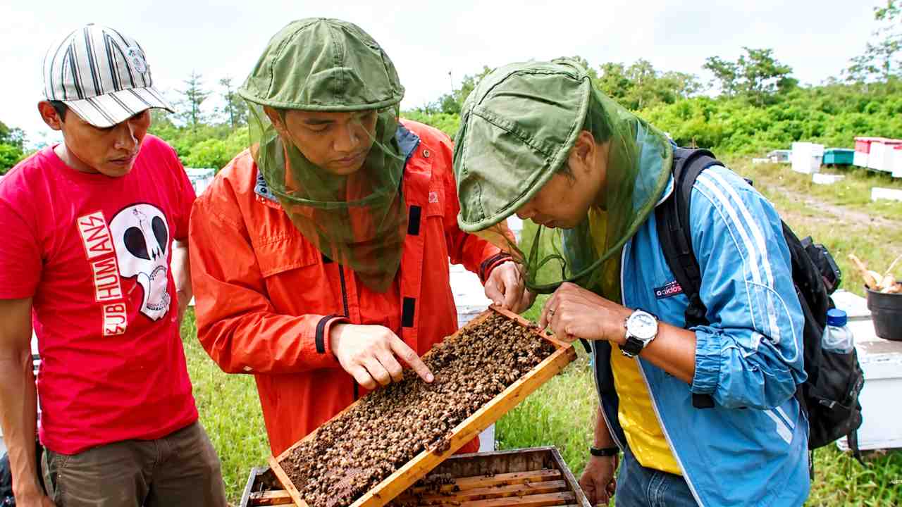 BOSAN JADI PEGAWAI: Belajar Ternak Lebah Mengisi Kekosongan Waktu