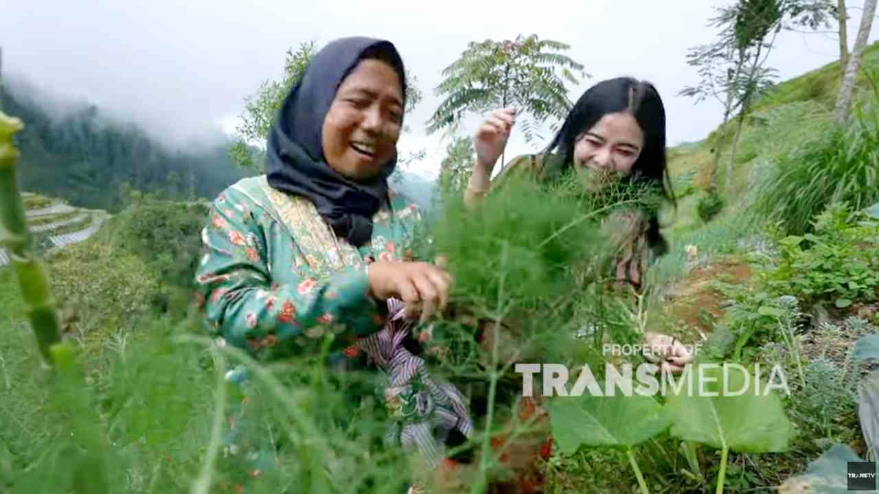 Mengolah Daun Adas Menjadi Kuliner Autentik yang Menyehatkan