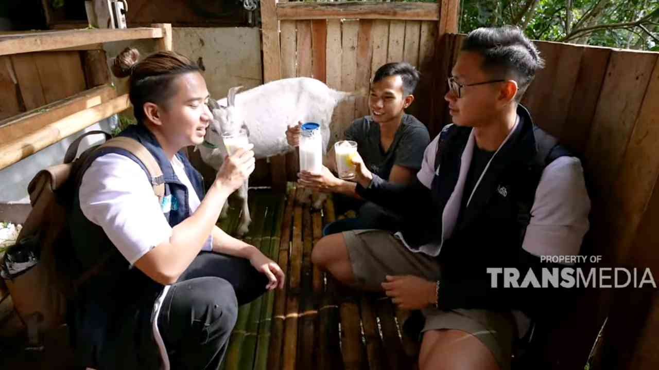 Mitos Susu Kambing yang Dapat Menggantikan ASI, Benarkah?