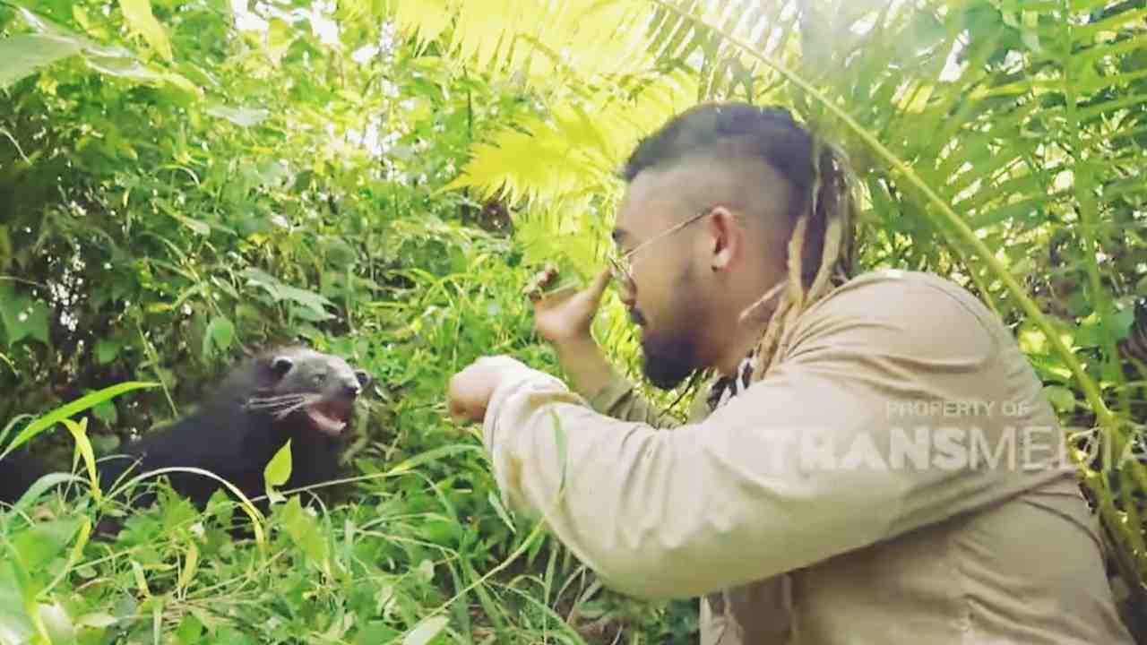 King of The Jungle