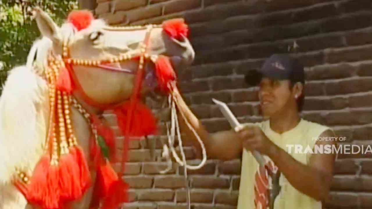 JELAJAH: Joki Cilik Sumbawa Beraksi di Pacuan Kuda