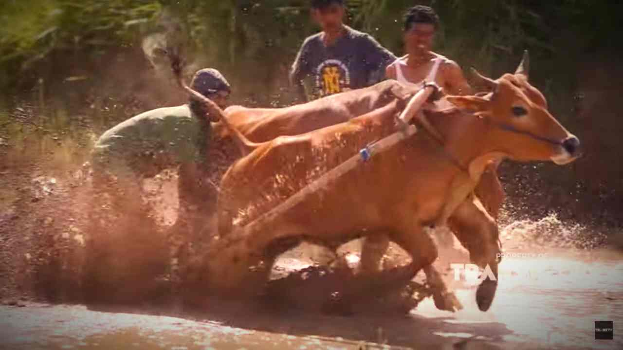 Seru! Pacu Jawi, Karapan Sapi ala Sumatera Barat