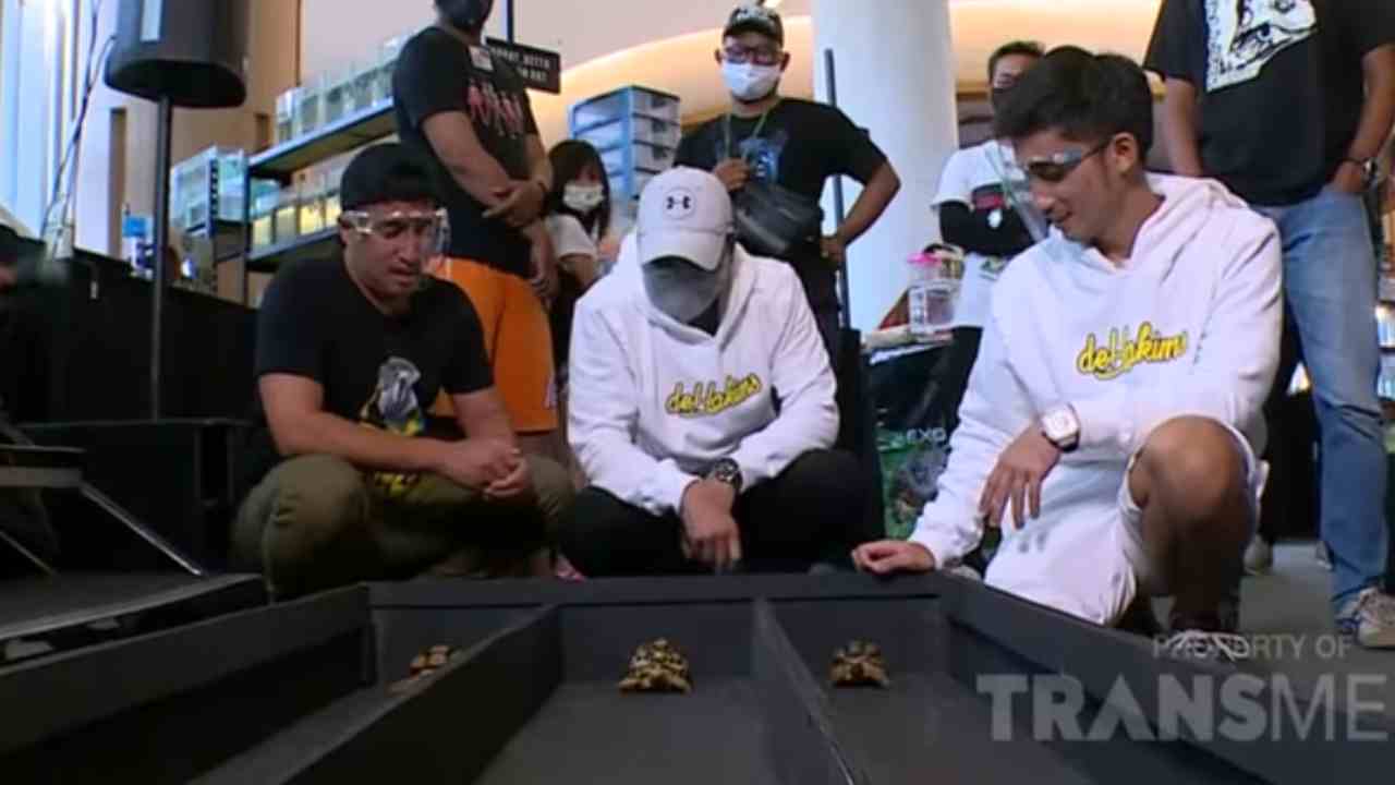 Seru, Irfan & Alshad Ikutan Balap Kura-kura