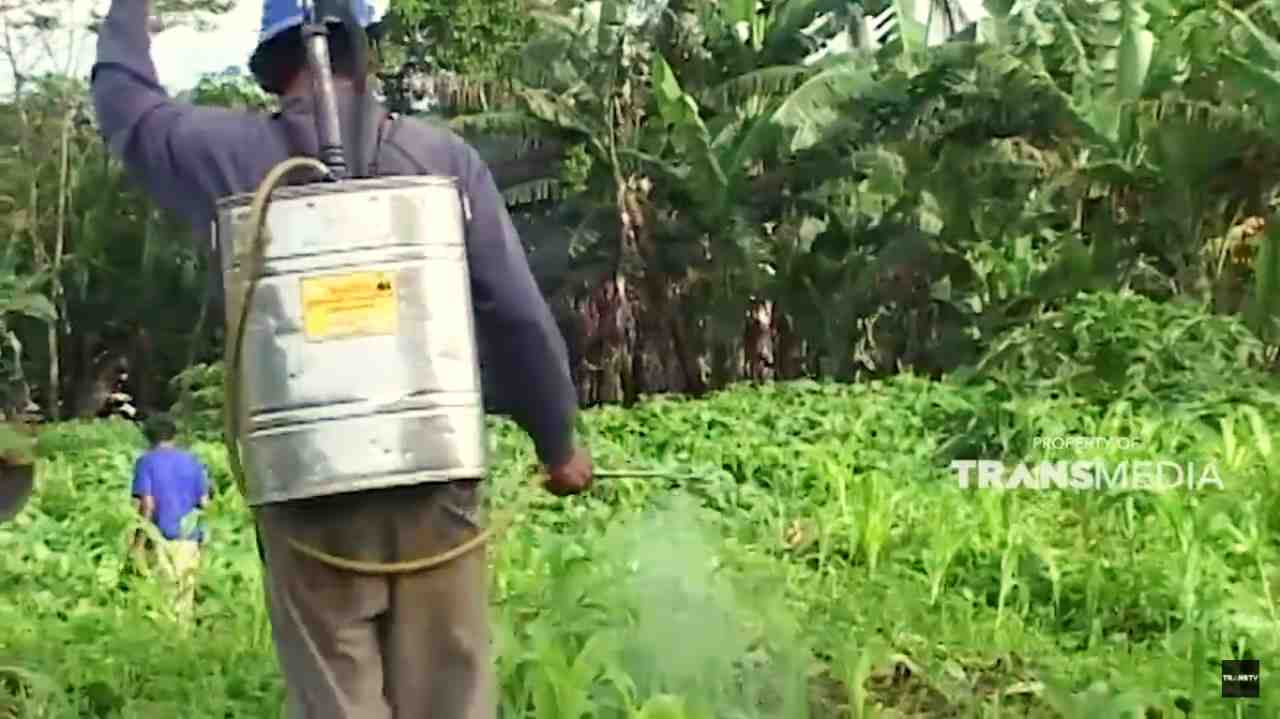JELANG SIANG: Bahaya Pestisida yang Harus Dikeahui
