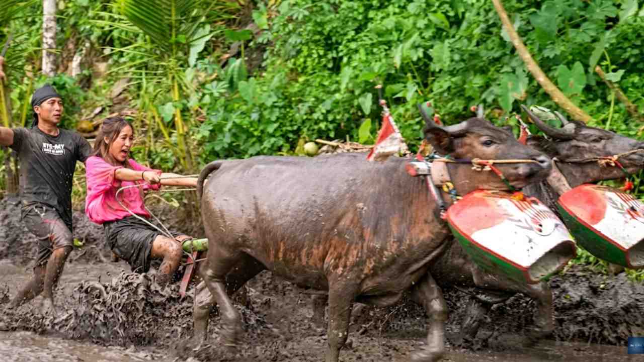 Tradisi Malean Sampi Lombok Barat, Warisan Budaya yang Sarat Makna