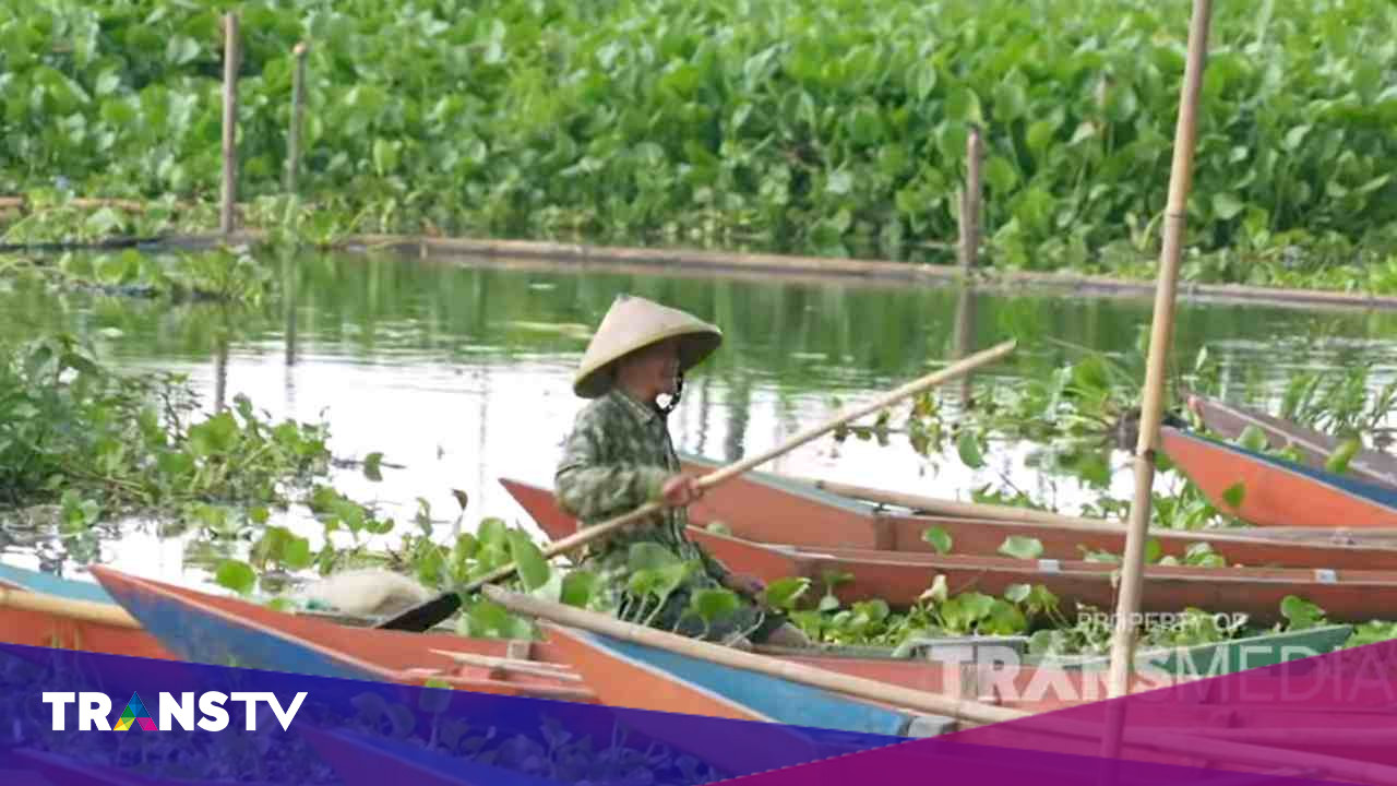 Danau Rawa Pening Dan Pertumbuhan Eceng Gondok Yang Cepat - Trans TV