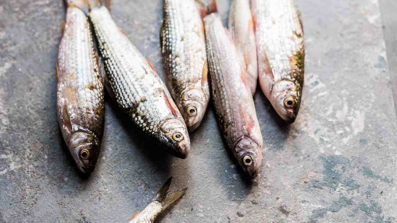 Luar Biasa Manfaat Makan Ikan, Bisa Mencegah Penyakit Degeneratif
