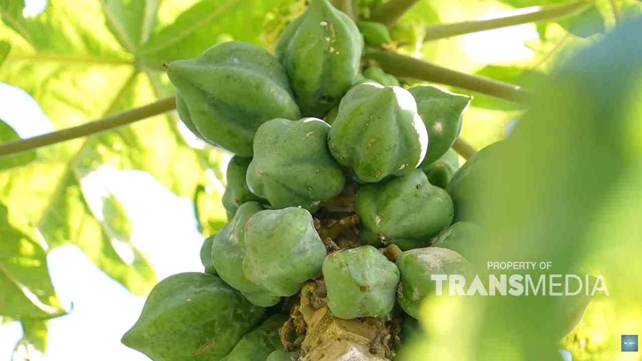 Keunikan Buah Carica di Dieng, Penanda Geografis Dataran Tinggi Vulkanik