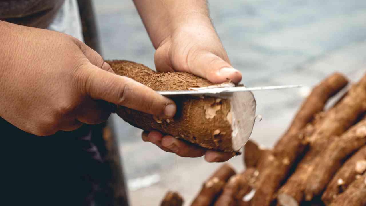 Manfaat Kulit Singkong Bukan Sekadar Menjadi Bahan Pangan