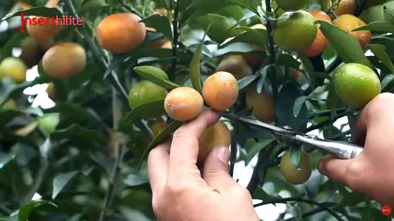Jeruk Kumquat Nagami, Buah Mungil Manis Asam yang Menyimpan Peluang Usaha