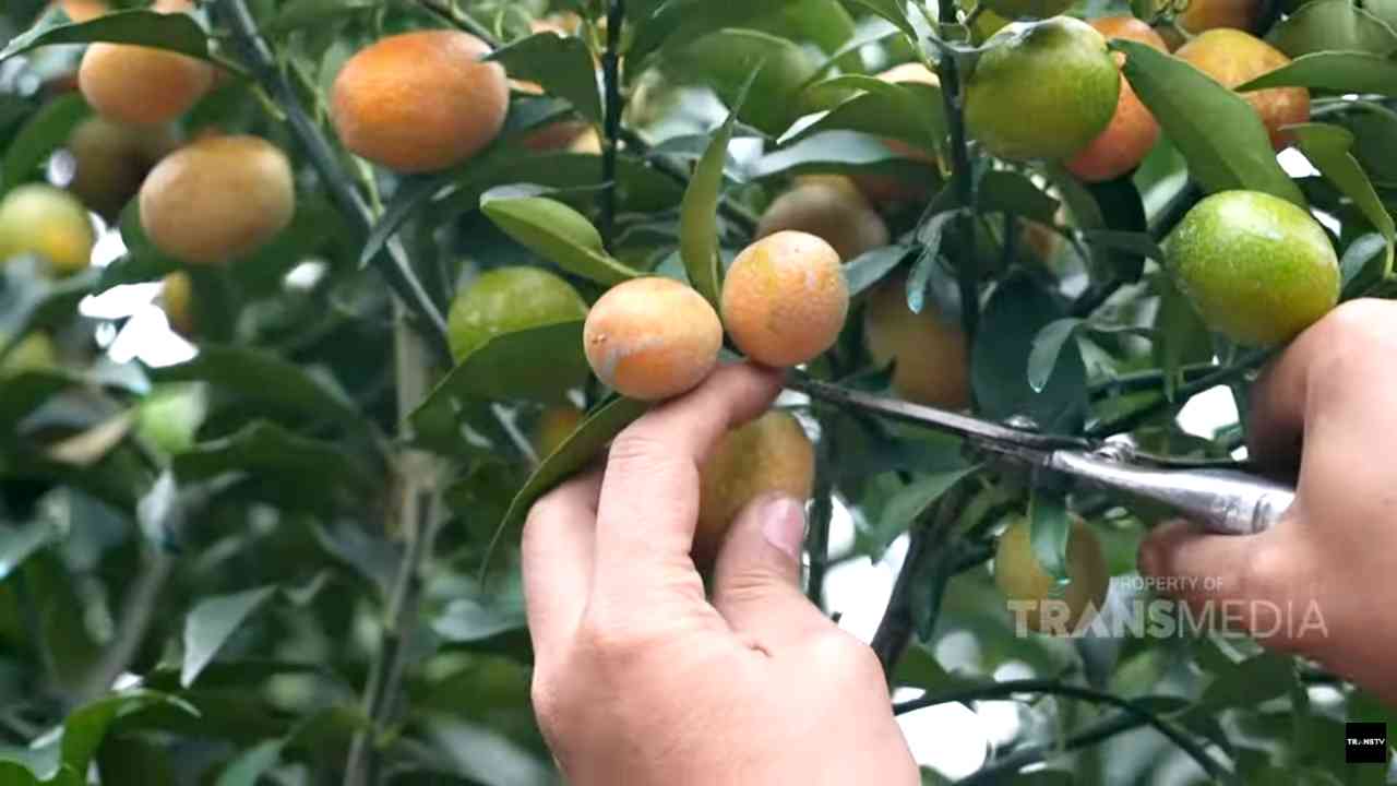 Jeruk Nagami, Buah Khas Mojokerto Kaya Manfaat Tanpa Pestisida