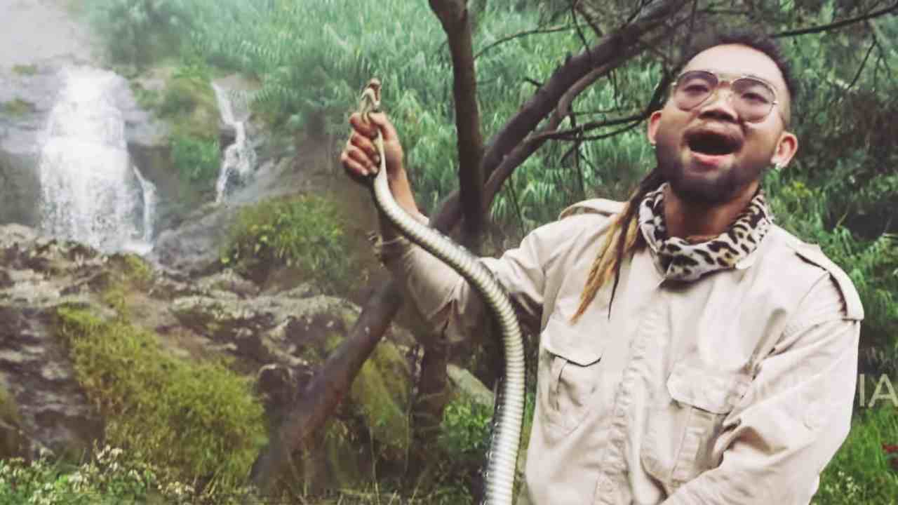 King of The Jungle