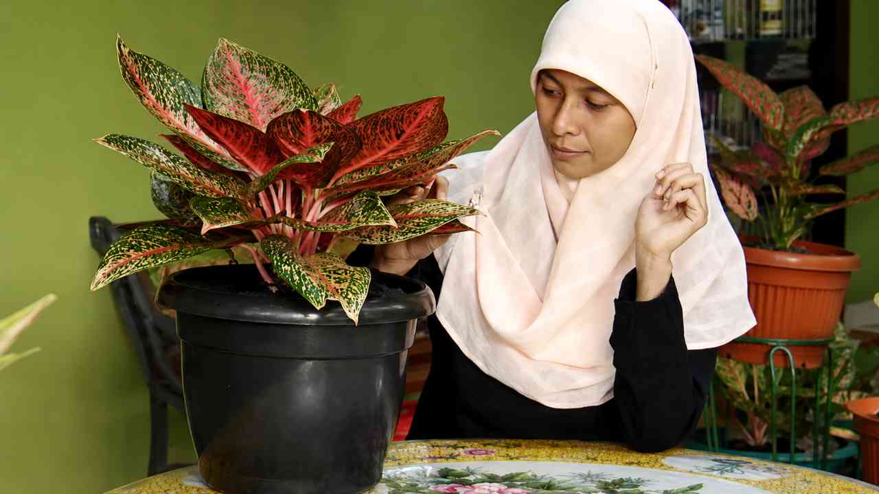 JELANG SIANG: Tanaman Aglonema Berharga Puluhan Juta Rupiah