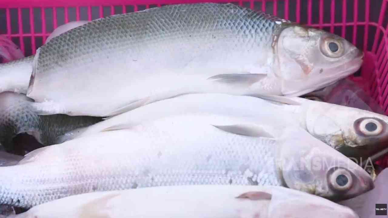 Kandungan Gizi Ikan Bandeng Penuh Manfaat bagi Kesehatan