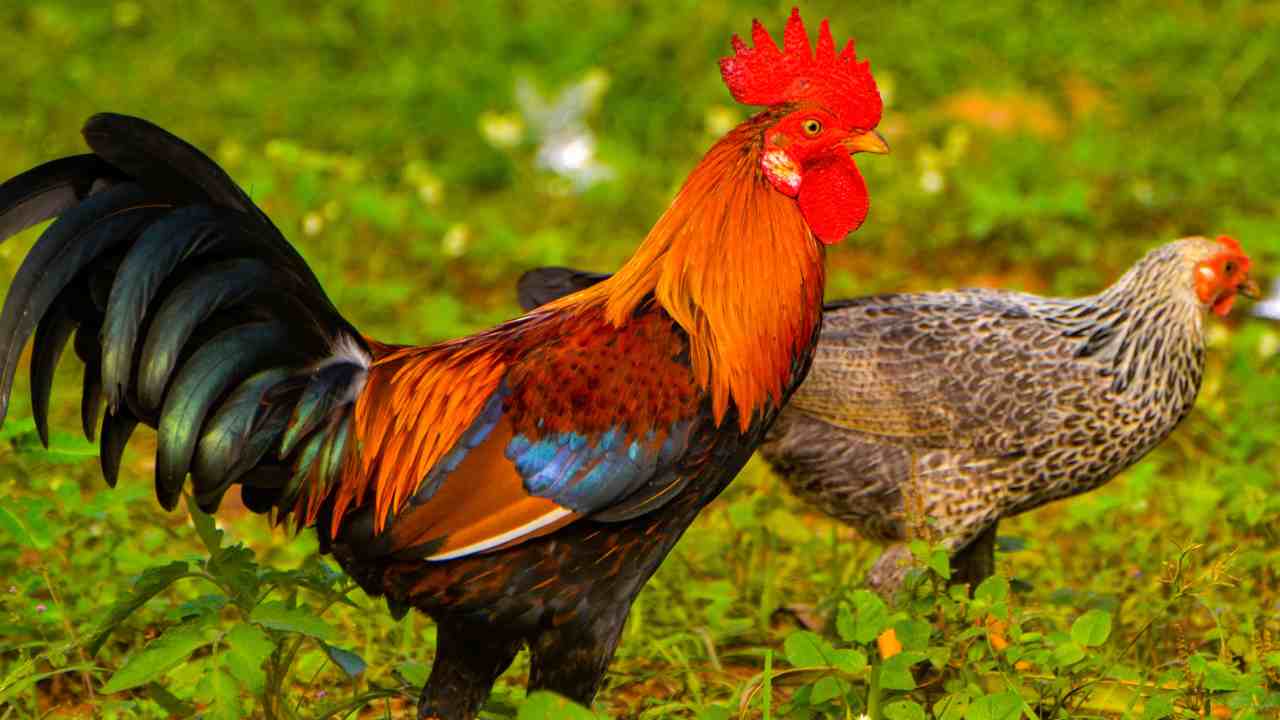 SISI LAIN Beragam Manfaat Ayam Untuk Manusia Trans TV