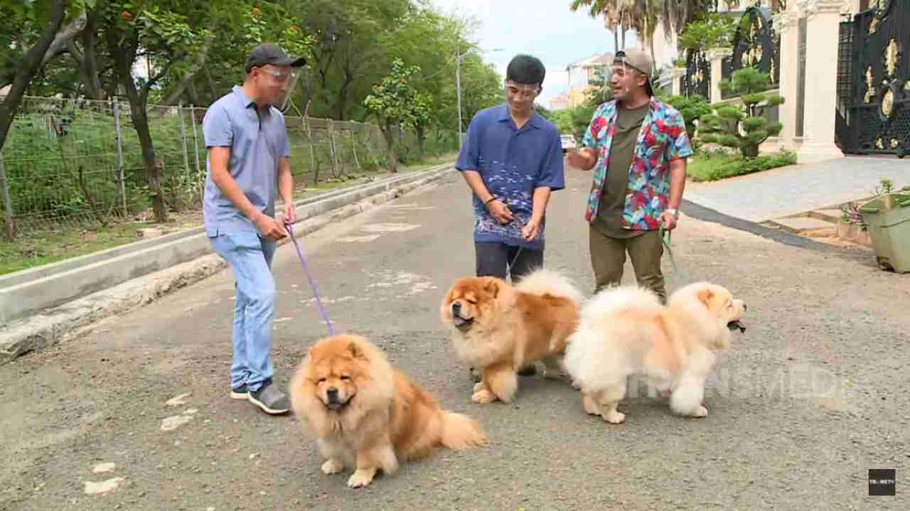 anjing chow chow trans tv