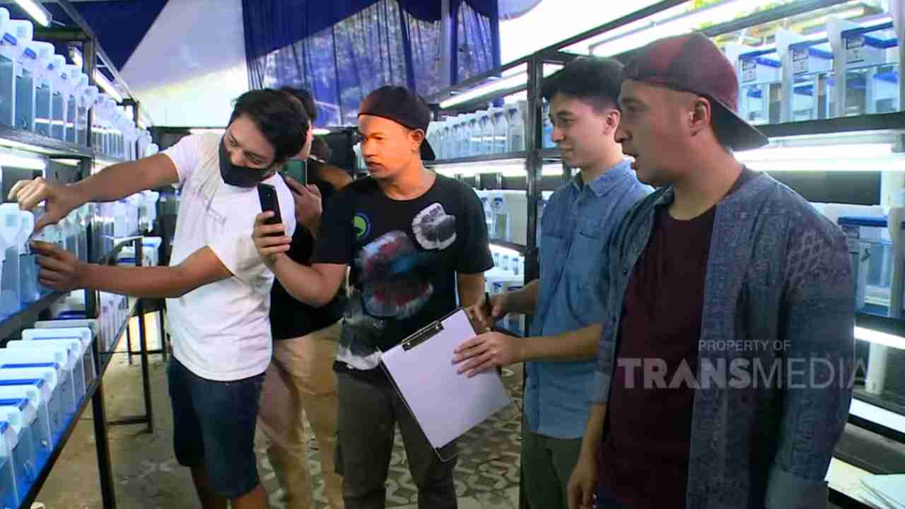 trans tv irfan hakim lomba ikan cupang